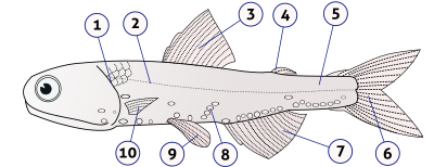 Диаграма, показваща външната анатомия на фенерче на Хектор, вид костна риба