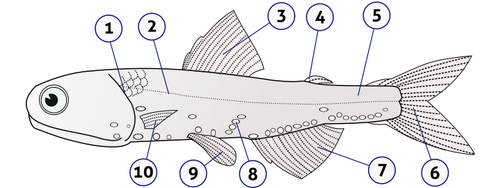 Anatomy of a Teleost fish - Lampanyctodes hectoris (Hector's lanternfish). (1) - operculum (gill cover), (2) - lateral line, (3) - dorsal fin, (4) - adipose fin, (5) - caudal peduncle, (6) - caudal fin, (7) - anal fin, (8) - photophores, (9) - pelvic fins (paired), (10) - pectoral fins (paired). Image: Lukas3/Wikimedia Commons
