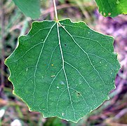 Простой лист, Осина (Populus tremula)