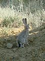 Lepus tolai; Baikonur 02.jpg