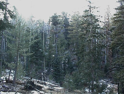 Lush mixed spruce forest