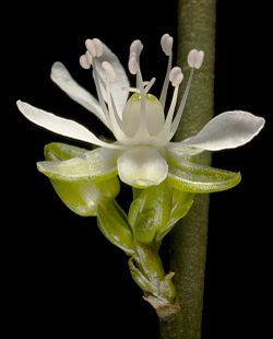 Macarthuria australis