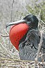 Male Frigate bird with inflated pouch