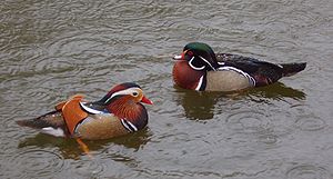 Mandarin-An (Aix galericulata) lachts an Carolina-An (Aix sponsa), wörder