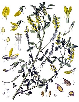 Az egyik somkórófajról, az orvosi somkóróról (Melilotus officinalis) készült illusztráció