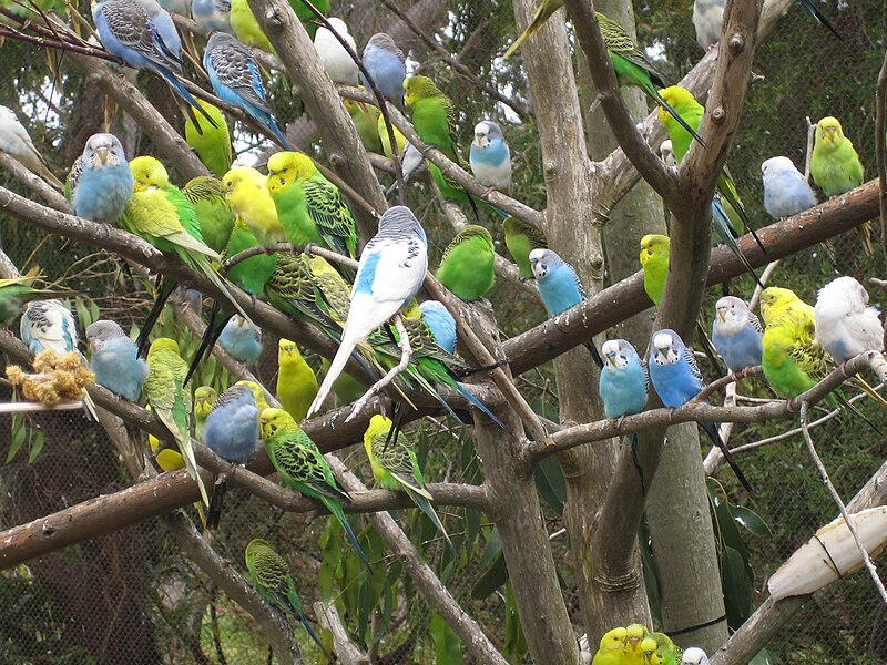 800px Melopsittacus undulatus flock