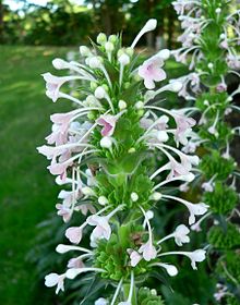 Inflorescence of M. longifolia