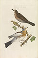 Kramsvogel (Bird below)