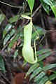 2 Nepenthes graciliflora (I think) since 2013 and 8.01.2014