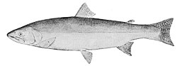 Oncorhynchus clarkii clarkii