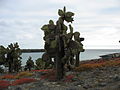 Opuntia echios var. echios auf Plaza Sur