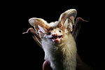 صورة مصغرة لـ خفاش طويل الأذنين الصحراوي