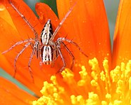 Oxyopes gracilipes