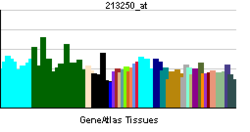 PBB GE FOSL1 213250 at tn.png