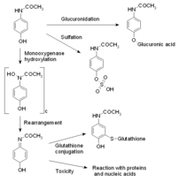 Metabolism of paracetamol (acetaminophen).