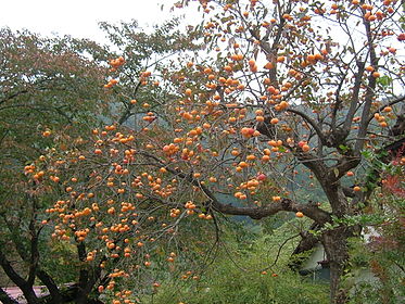 Persimmons on a tree in Japan. Photo by Geomr.