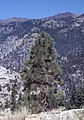 Joven pino de Jeffrey en Stanislaus National Forest, Califòrnia.