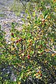 skalník celokrajný (Cotoneaster integerrimus) don Pedro