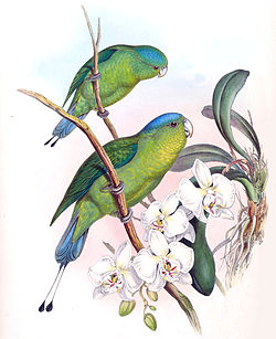 Filippiinienviirikaija (Prioniturus discurus)
