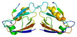 Белок MAGI1 PDB 2i04.png