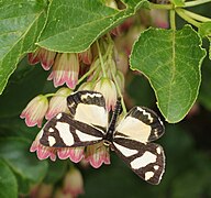 キンモンガ P. melanargia, 日本