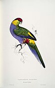 Plate 21, depicting a male red-capped parrot