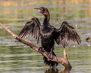 Pygmy Cormorant (19511279462).jpg