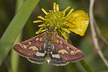 Pyrausta purpuralis