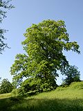 Miniatura para Quercus cerris