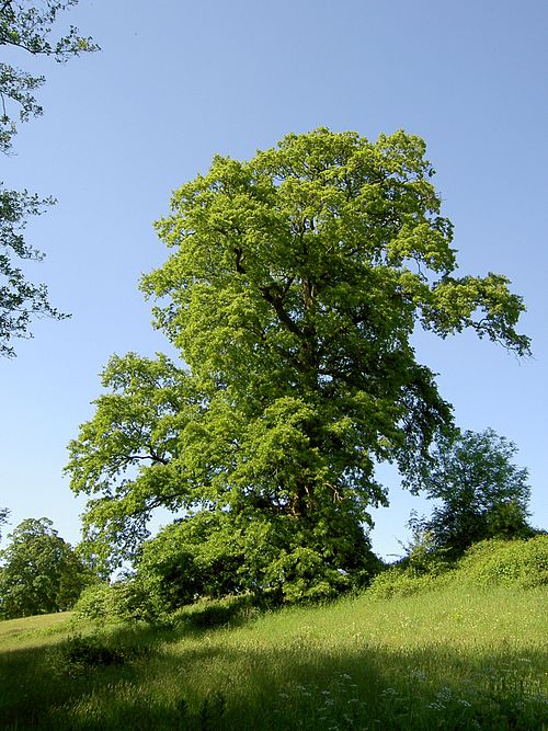 Dąb burgundzki (Quercus cerris)