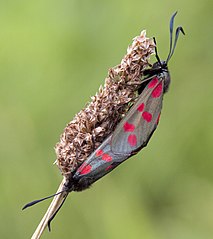 Six-spot burnet moths mating (Zygaena filipendulae)