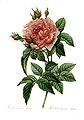 Pierre-Joseph Redouté Rosa gallica regalis