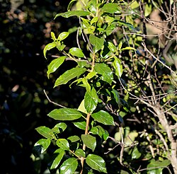 Rhamnus prinoides