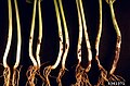 Ceratobasidiaceae: Rhizoctonia solani pe rădăcini de fasole