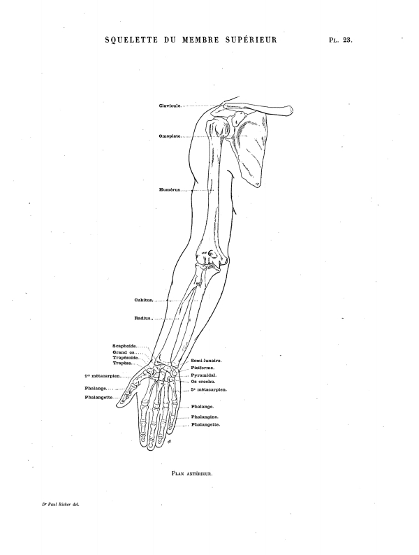 SQUELETTE DU MEMBRE SUPÉRIEUR Pl. 23