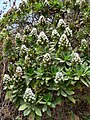 Echium hypertropicum på Kapp Verde