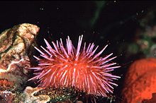 Sea urchins like this purple sea urchin can damage kelp forests by chewing through kelp holdfasts Seaurchin 300.jpg