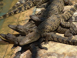 Siamo krokodilas (Crocodylus siamensis)