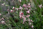 Gallijas plaukšķenes pasuga (Silene gallica var quinquevulnera)