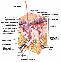 Skin layers: epidermis, dermis, and subcutis, ...