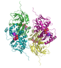 Vignette pour Sorbitol déshydrogénase