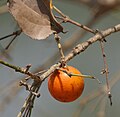 Frucht – Gewöhnliche Brechnuss (Strychnos nux-vomica)