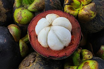 Fruta do mangostim ou mangostão (Garcinia mangostana) mostrada em corte transversal. O mangostim é uma árvore tropical perene com frutas comestíveis nativas de terras tropicais ao redor do Oceano Índico. A árvore cresce de 6 a 25 metros de altura. Seu fruto é doce e picante, suculento, um tanto fibroso, com vesículas cheias de líquido (como a polpa dos cítricos), com casca não comestível de cor púrpura-avermelhada (epicarpo) quando maduro. Em cada fruta, a carne comestível perfumada que envolve cada semente é botanicamente endocarpo, ou seja, a camada interna do ovário. As sementes têm formato e tamanho de amêndoa. O mangostim ainda é raro nos mercados ocidentais, embora sua popularidade esteja aumentando, e muitas vezes é vendido a um preço alto. (definição 6 720 × 4 480)