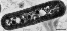 Electron micrograph showing a species of the widespread cyanobacteria Synechococcus. Carboxysomes appear as polyhedral dark structures. Synechococcus elongatus PCC 7942 electron micrograph showing carboxysomes.jpeg