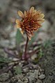 Taraxacum carneocoloratum