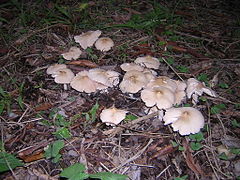 Termitomyces tyleranus