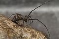 Tetragnatha obtusa, Dania