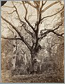 Théophile Chauvel au pied d’un arbre[9], forêt de Fontainebleau (unbekannter Fotograf)