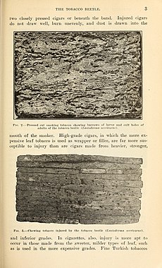 Illustration with photographs of tobacco leaves infested by Lasioderma serricorne (tobacco beetles), from Runner, G. A., The tobacco beetle (1919), Bulletin of the U.S. Department of Agriculture, Biodiversity Heritage Library The tobacco beetle (Page 3) BHL41830187.jpg