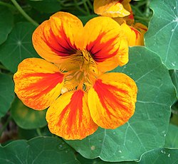 Tropaeolum majus.